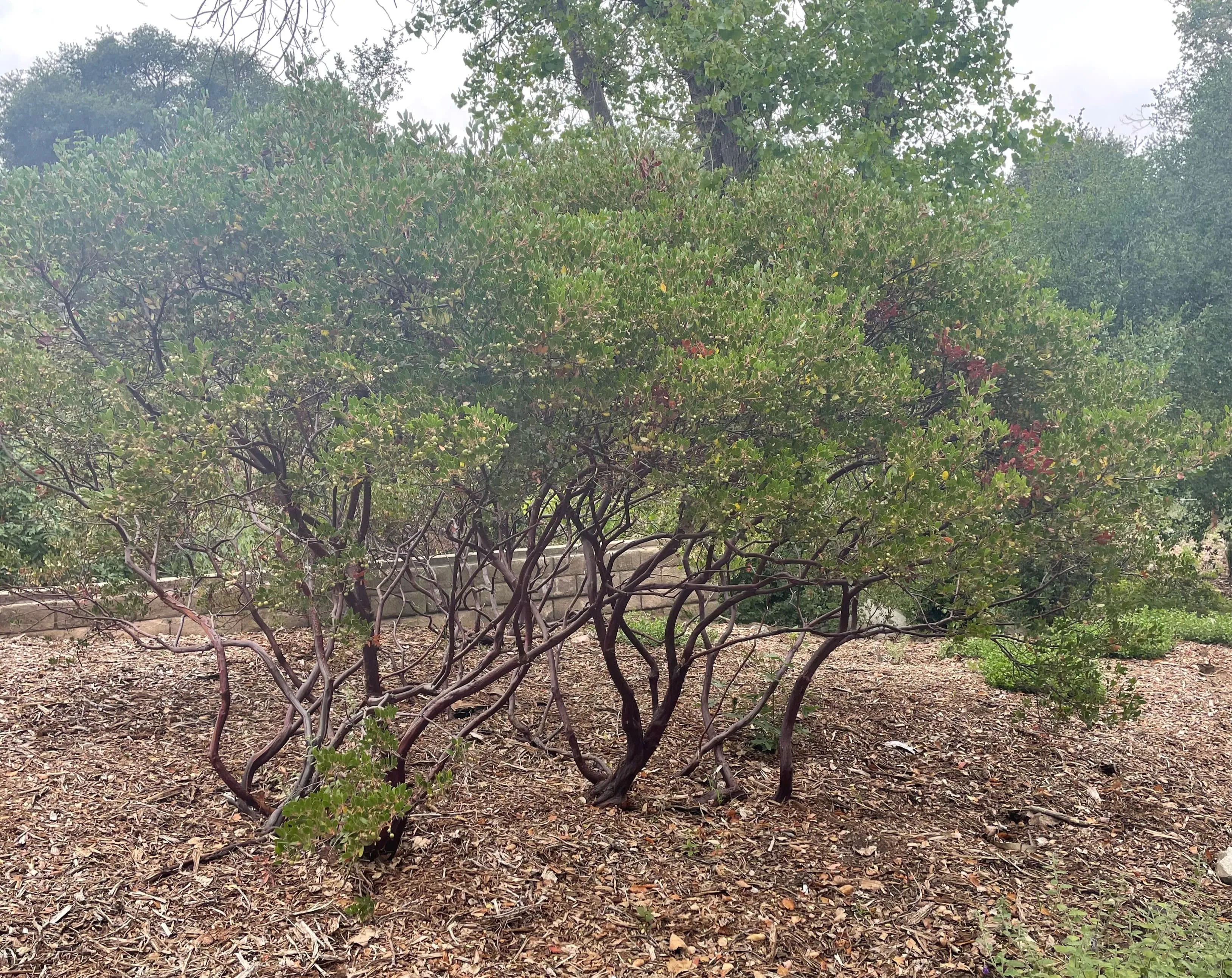 Arctostaphylos 'Howard McMinn' (manzanita)