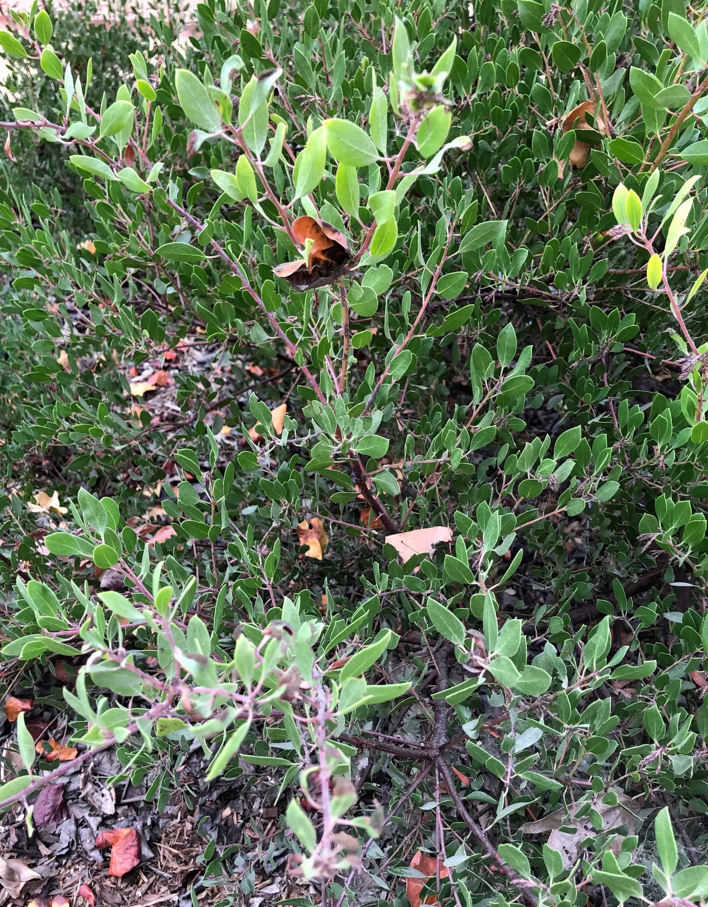 Arctostaphylos 'Howard McMinn' (manzanita)