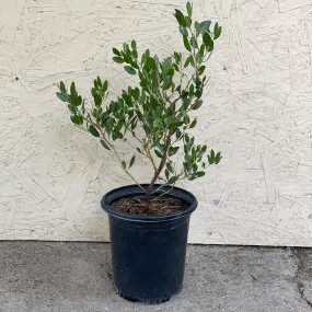 Arctostaphylos 'Howard McMinn' (manzanita)