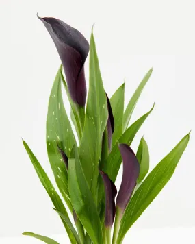 Black Calla Lily