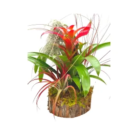 Bromeliad Garden, Air Plant Garden, Mounted on Wooden Pole with Wooden Base, Hand Made Cedar Wood Sculpture