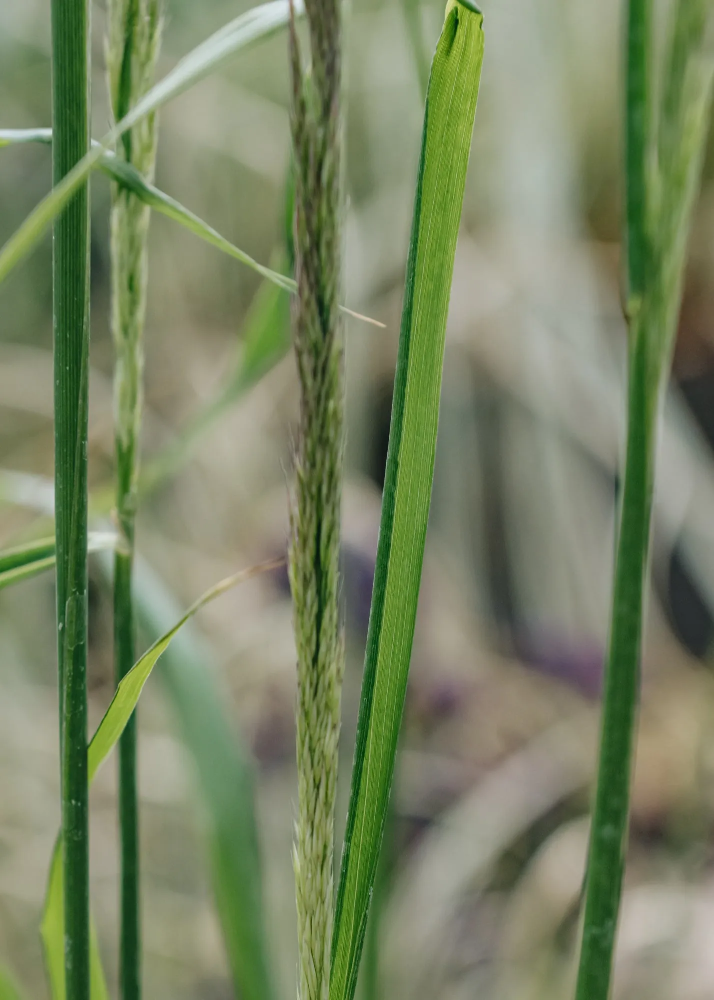 Calamagrostis Waldenbuch