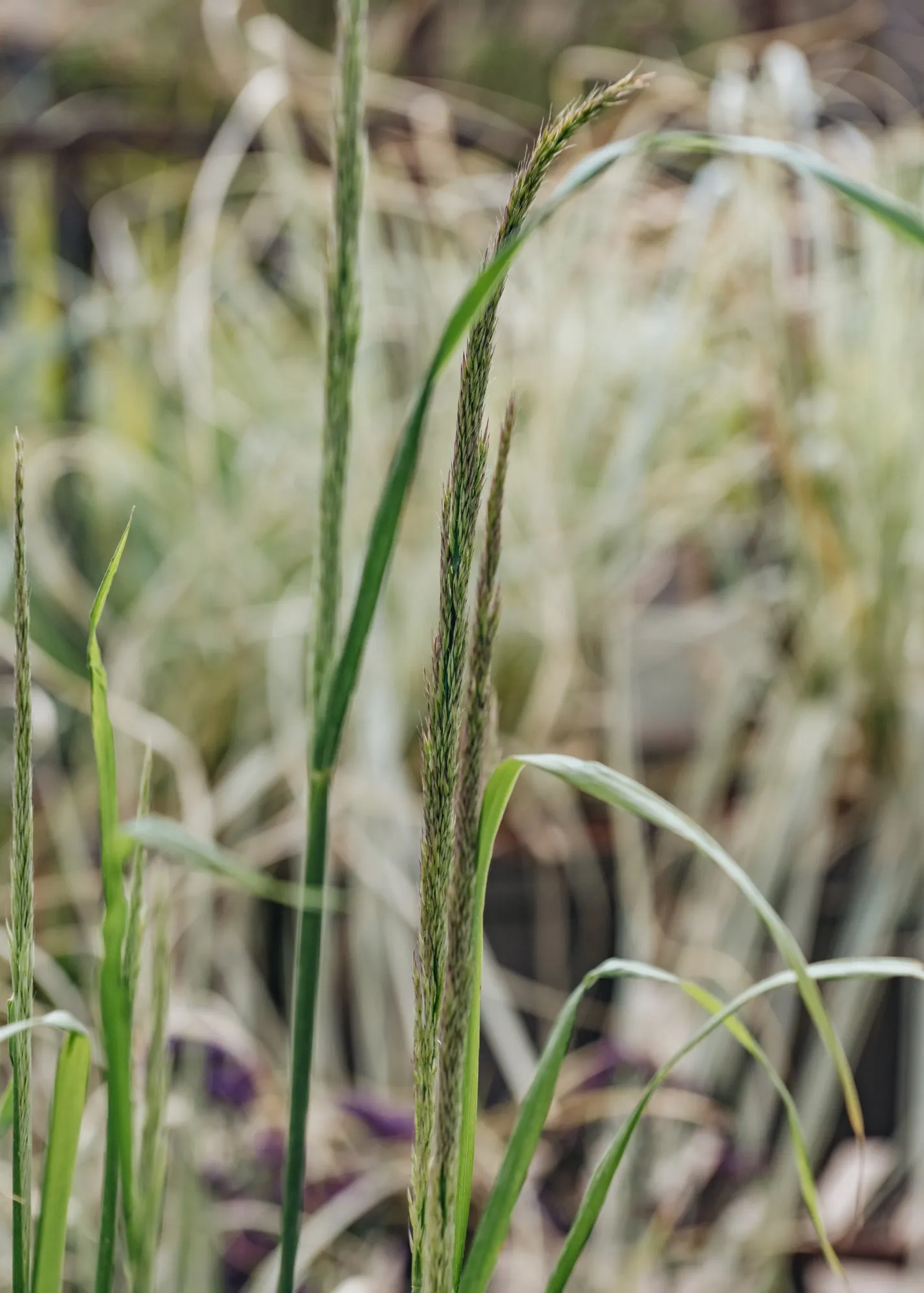 Calamagrostis Waldenbuch