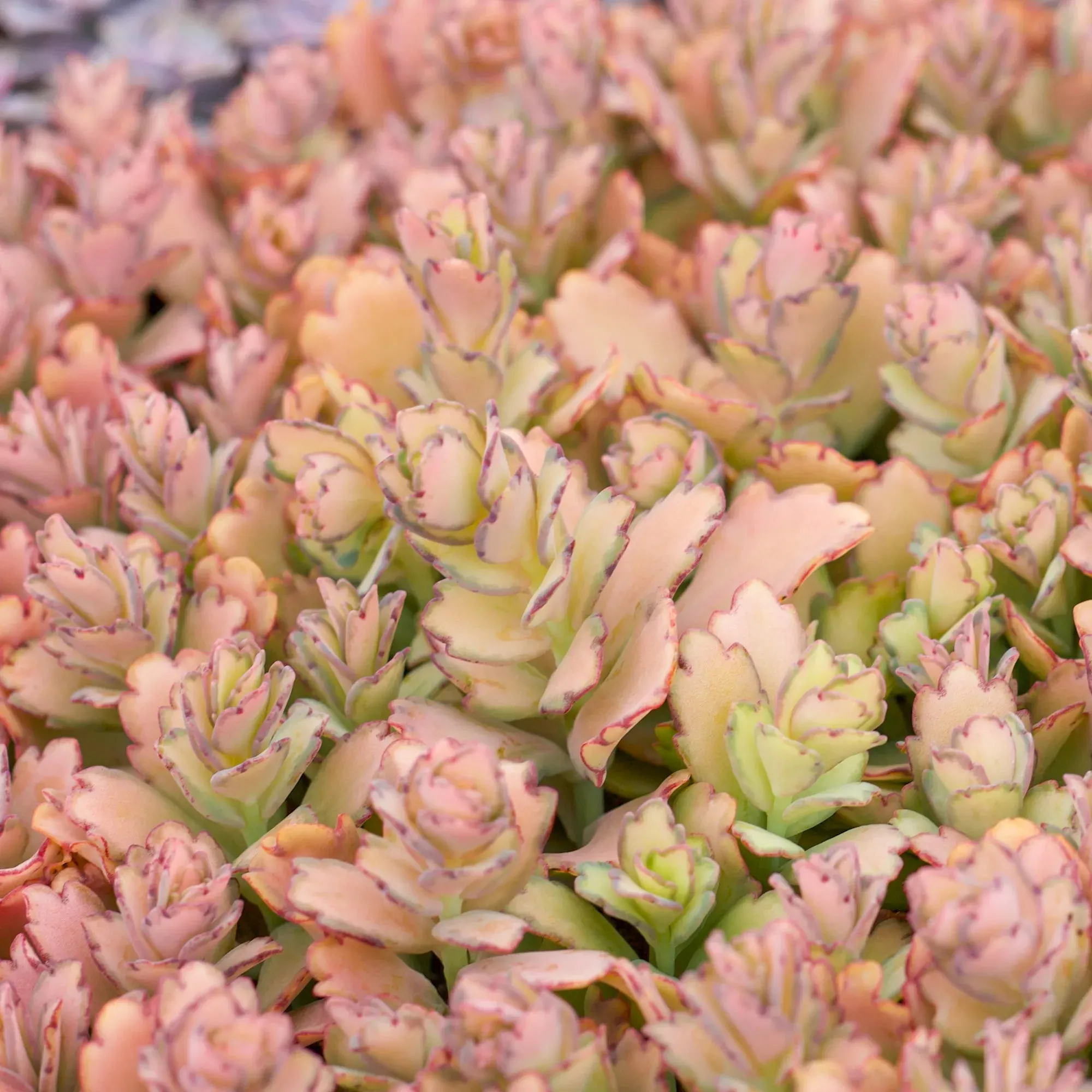 Kalanchoe fedtschenkoi 'Lavender Scallops'