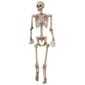 Posable Skeleton, 5-Ft.