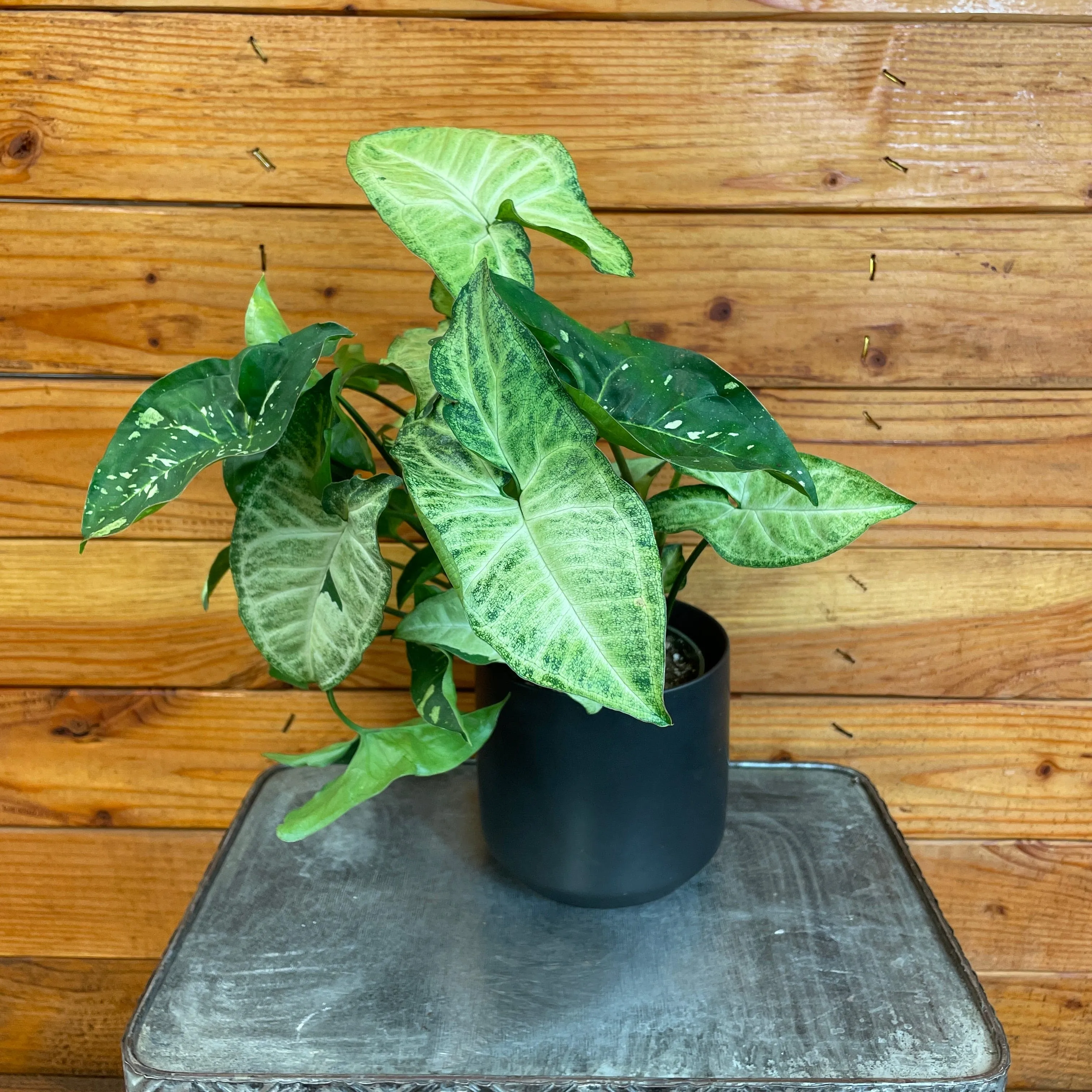 Syngonium Panda Galaxy, 4" Plant