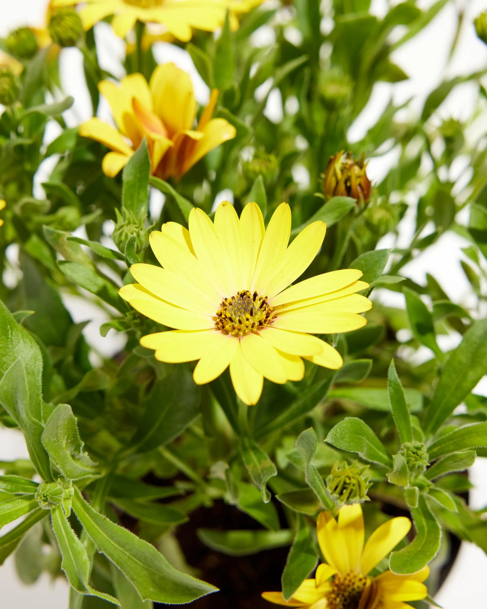 Yellow African Daisy