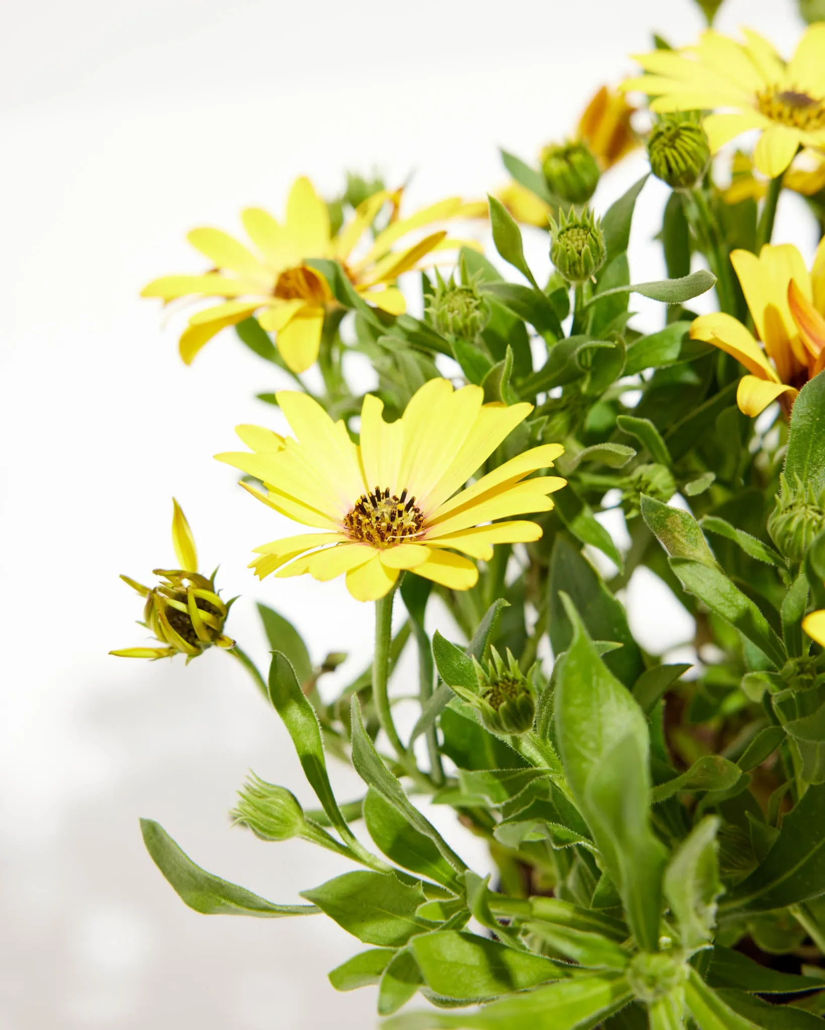 Yellow African Daisy